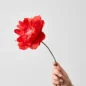 Oriental Poppy Red