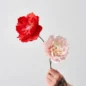Veggie Rose Rose