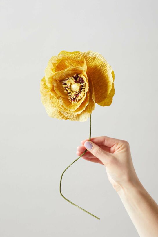 Ice Poppy Ochre